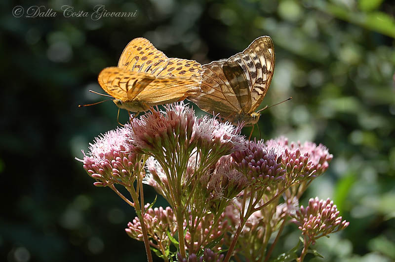 Lady, Argynnis paphia valesina